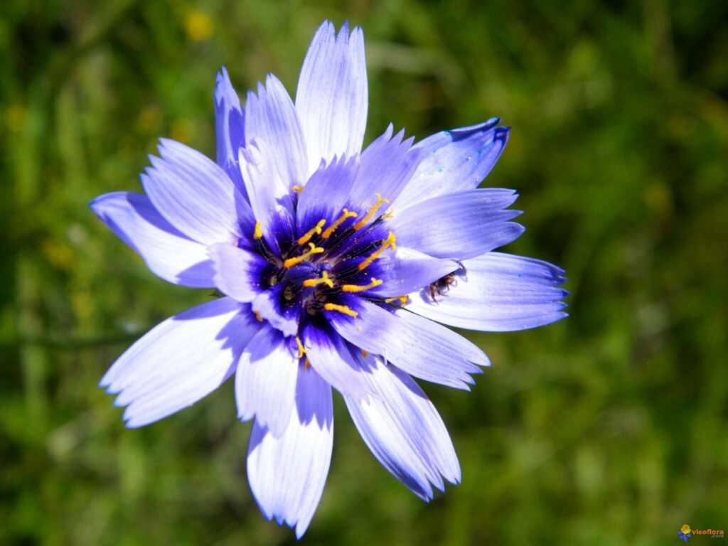 C'est quoi être fleur bleue ?