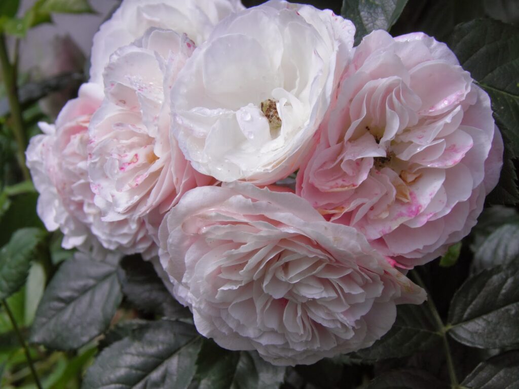 Comment Appelle-t-on les roses blanches ?