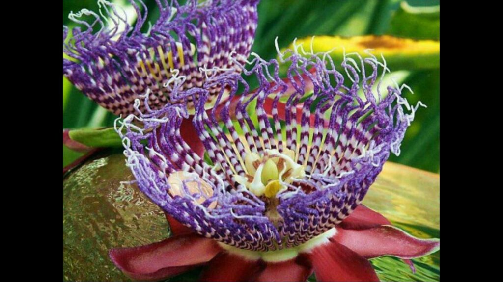 Comment connaître le nom des fleurs ?