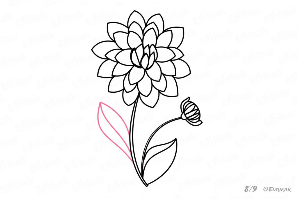 Comment dessiner une fleur à 5 pétales ?