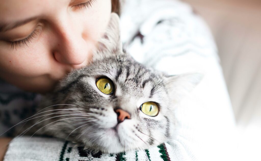 Comment dire je t’aime à un chat ? Comment dire je t'aime à un chat ?