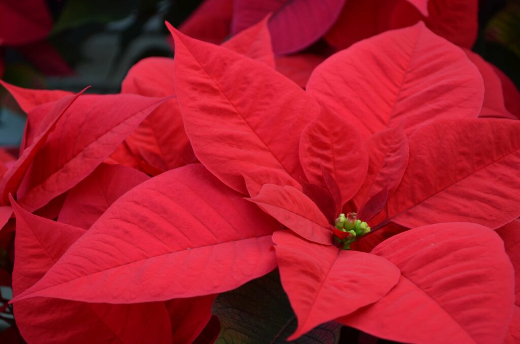 Comment entretenir un poinsettia en hiver ?