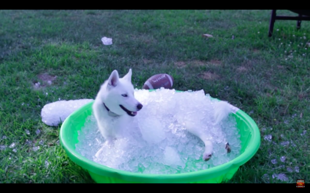Comment faire plaisir à votre chien ?