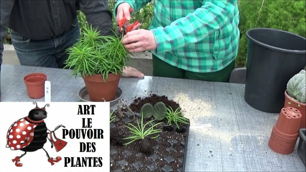 Comment faire une description d'une plante ?