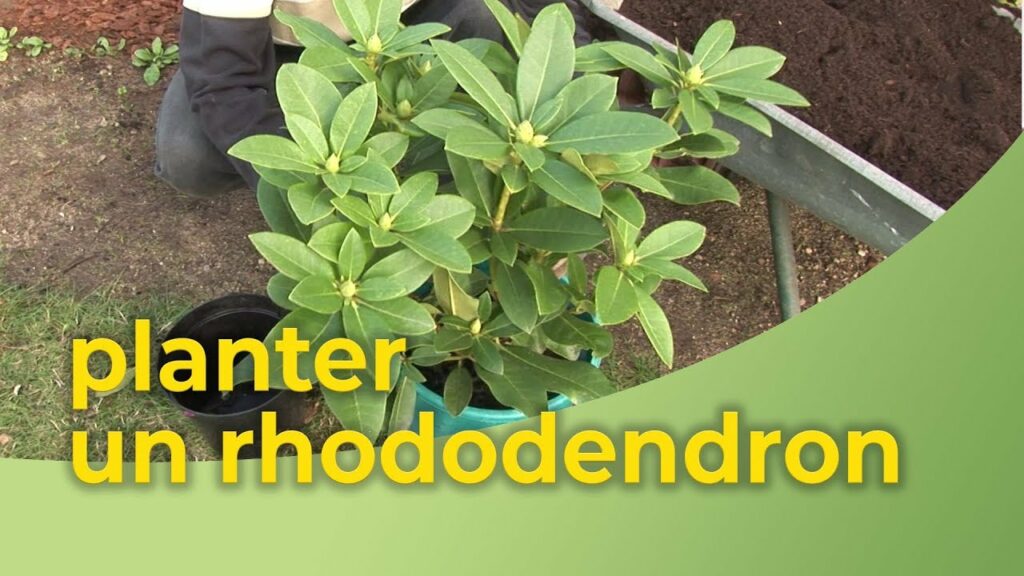 Comment planter un poinsettia en pleine terre ? Comment planter un poinsettia en pleine terre ?