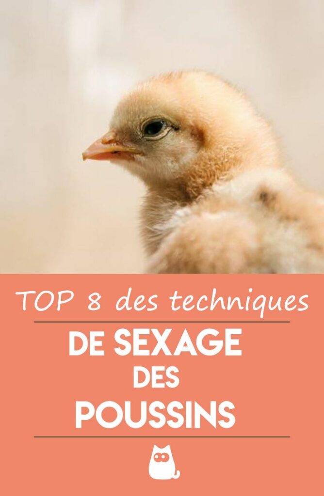 Comment reconnaître un proverbe ?