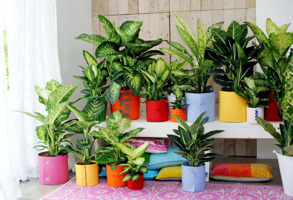 Comment savoir le nom d'une plante d'intérieur ?