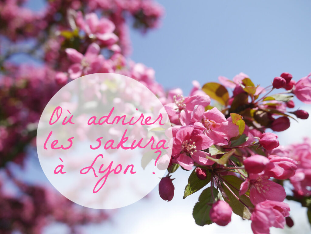 Où commander ses fleurs ? Où commander ses fleurs ?