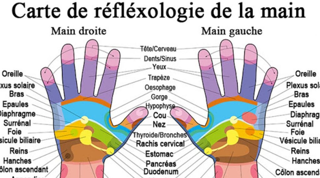 Où se trouve l'organe femelle ?