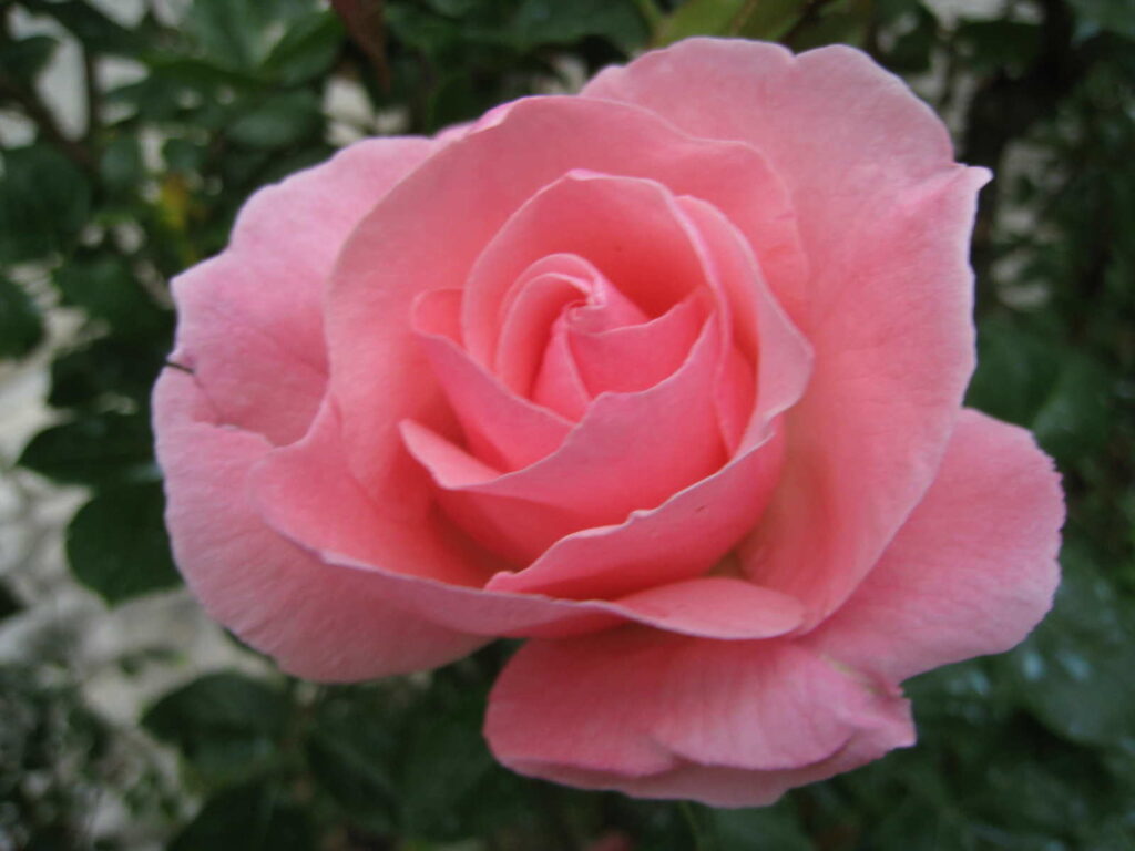 Pourquoi 10.1 roses ?