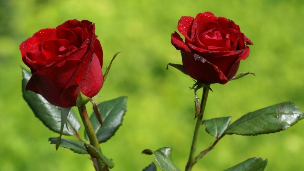 Pourquoi 11 roses ? Pourquoi 11 roses ?