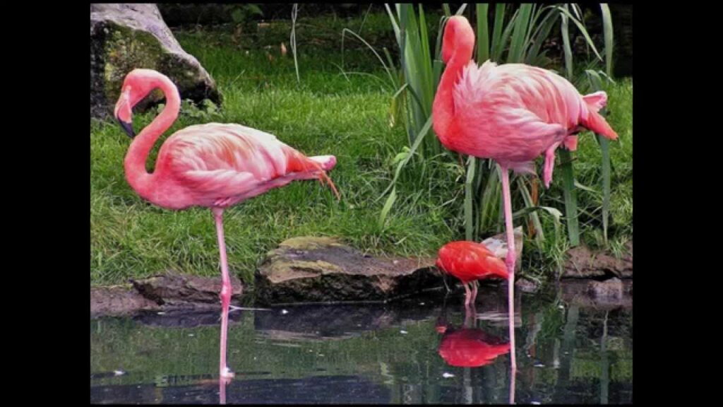 Pourquoi 6 roses ? Pourquoi 6 roses ?