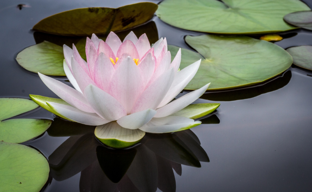 Pourquoi le lotus pousse dans la boue ? Pourquoi le lotus pousse dans la boue ?