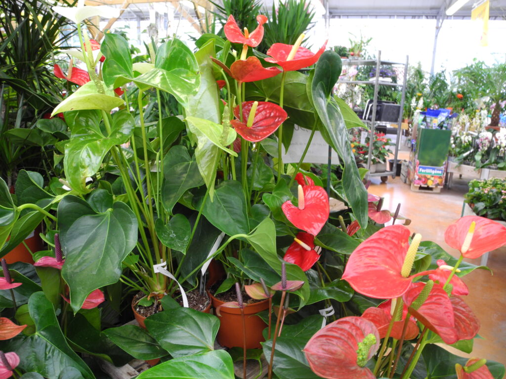 Pourquoi mon anthurium ne fleurit pas ? Pourquoi mon anthurium ne fleurit pas ?