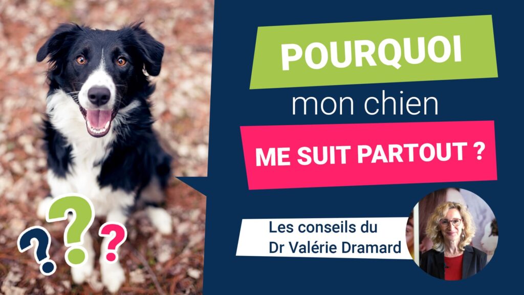Pourquoi mon chien suit mon chat partout ?