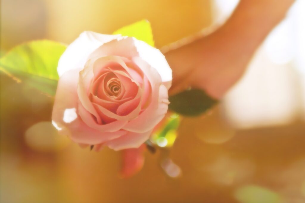 Pourquoi offrir une rose éternelle ?