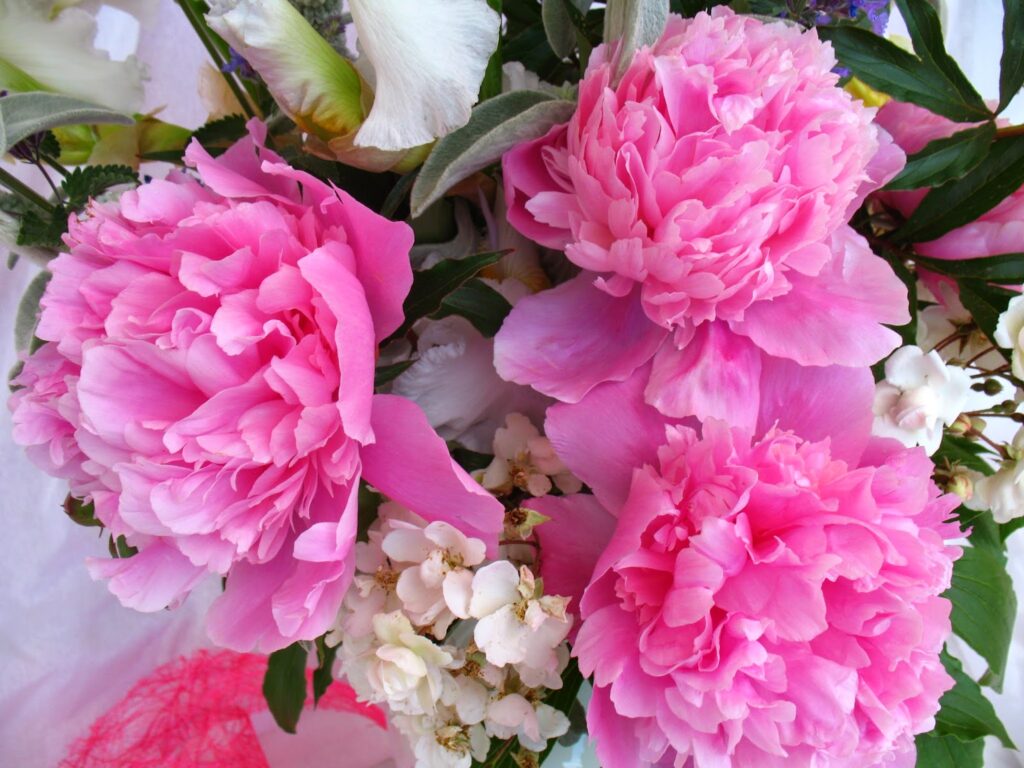 Quand couper les pivoines pour faire un bouquet ?