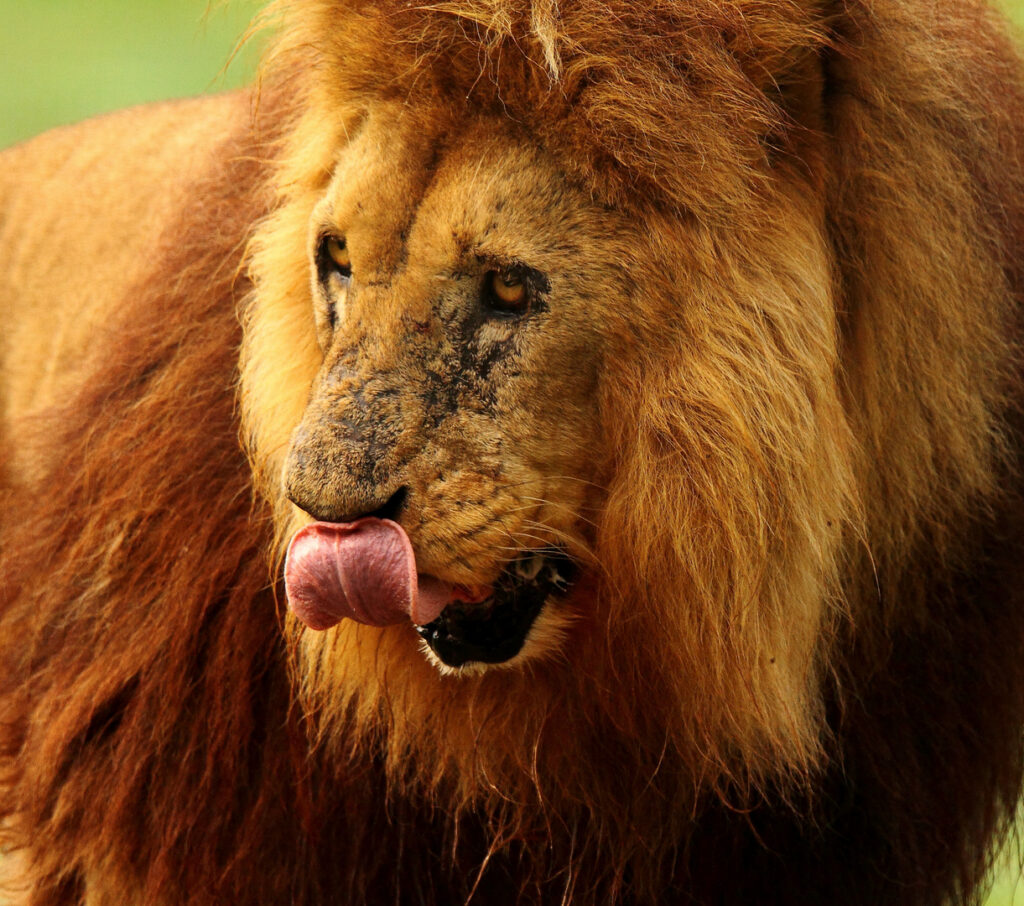 Quand le lion est vieux ?