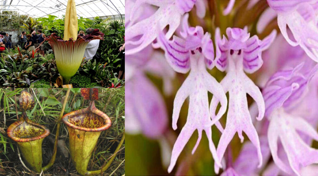 Quel est la fleur la plus rare ? Quel est la fleur la plus rare ?