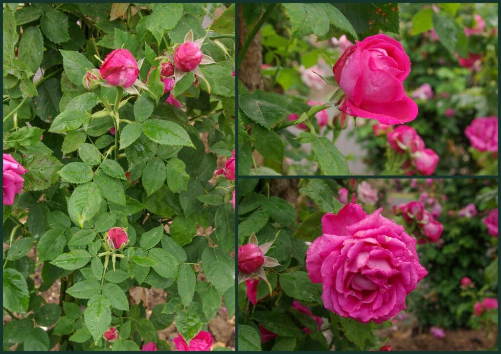 Quel est le prix d’une seule rose ? Quel est le prix d'une seule rose ?