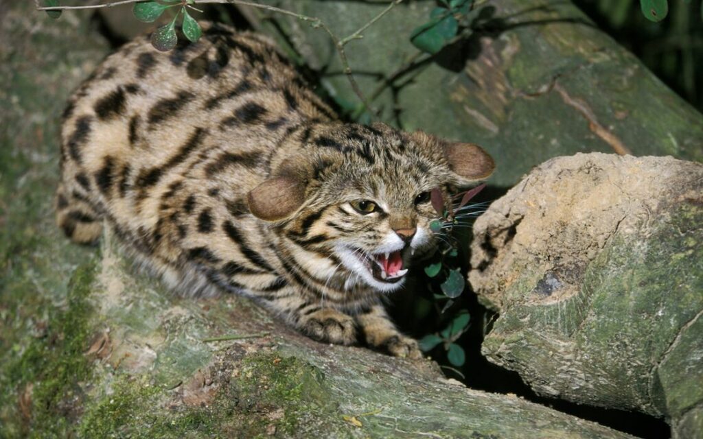 Quel est le synonymes de dangereux ?