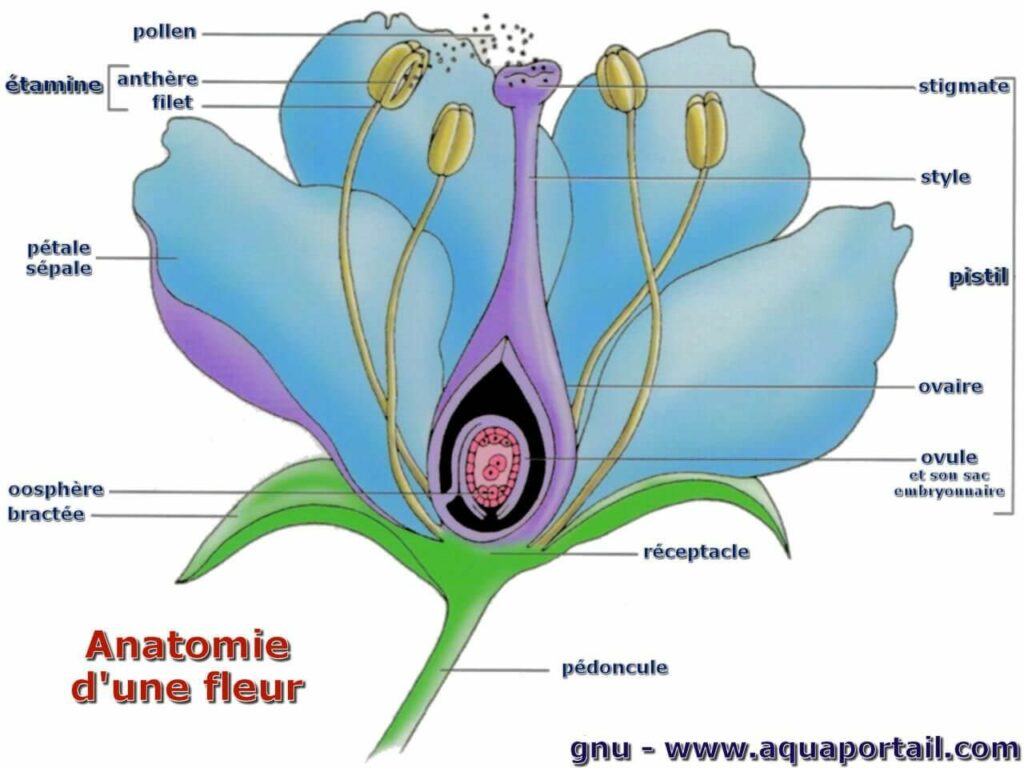 Quel est l'organe mâle d'une fleur ?