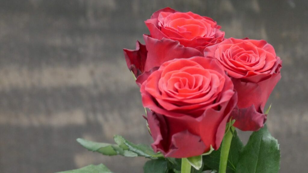 Quel nombre de rose offrir ? Quel nombre de rose offrir ?