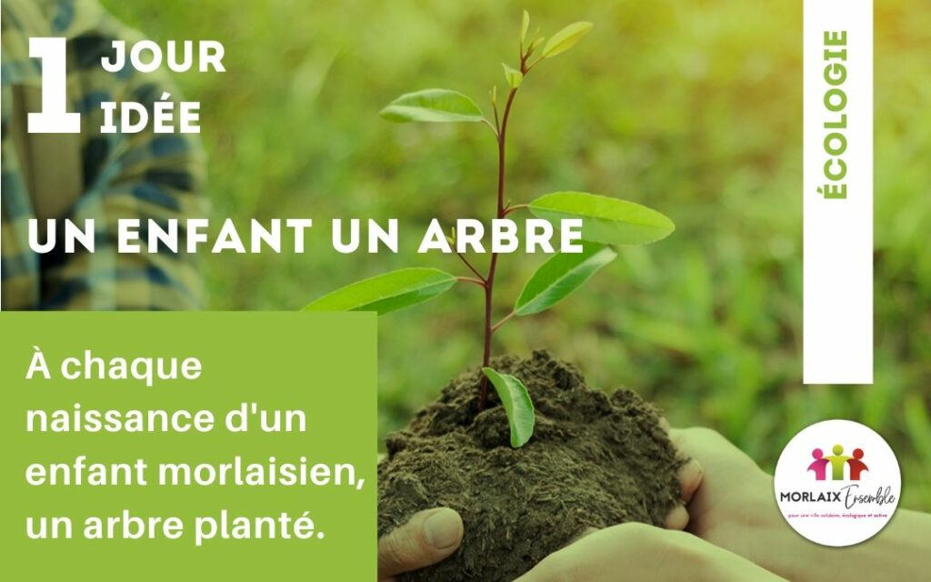 Quel plante pour une naissance ? Quel plante pour une naissance ?