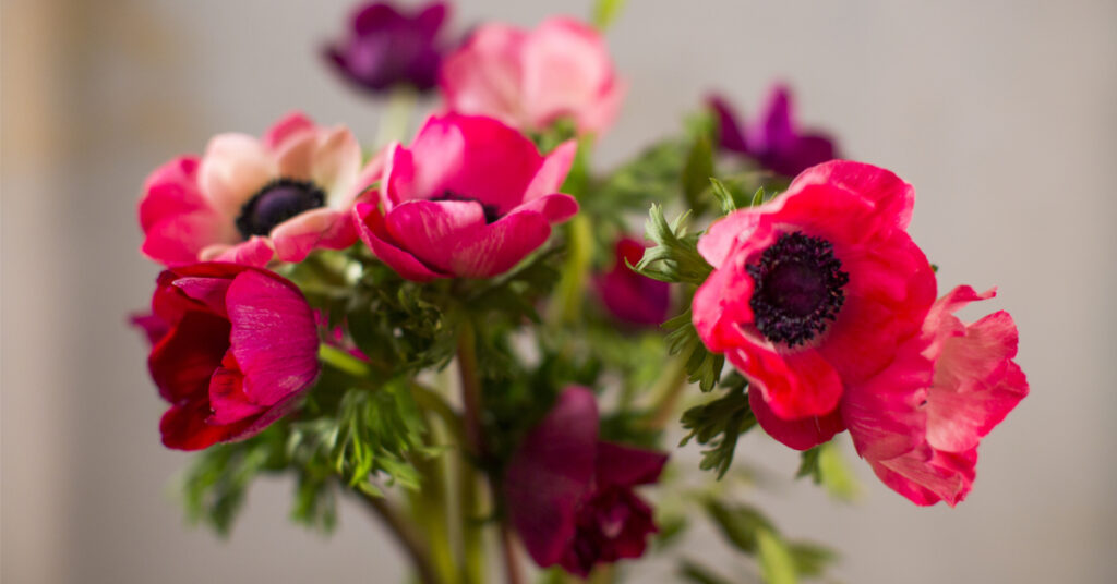 Quel sont les fleurs d'hiver ?