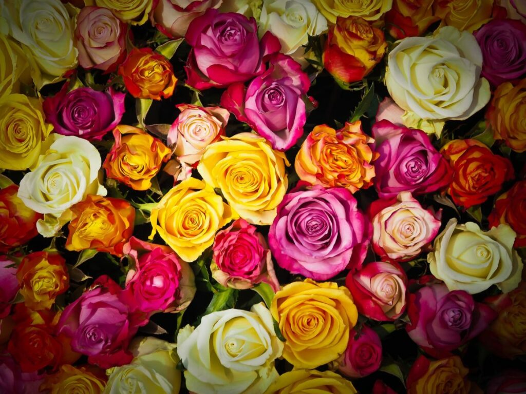 Quelle couleur de roses offrir ? Quelle couleur de roses offrir ?