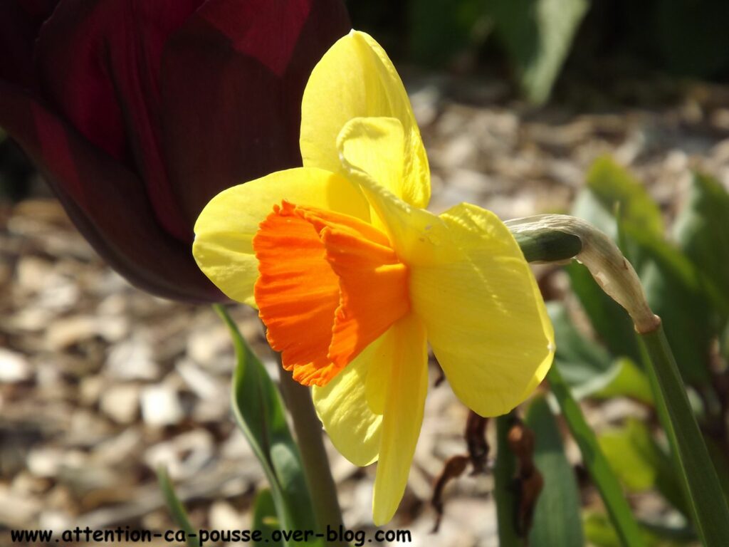 Quelle est la différence entre les narcisses et les jonquilles ? Quelle est la différence entre les narcisses et les jonquilles ?