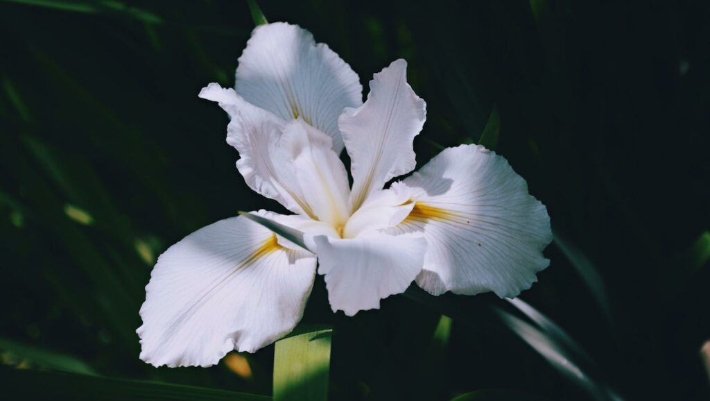 Quelle est la fleur de la Renaissance ? Quelle est la fleur de la Renaissance ?