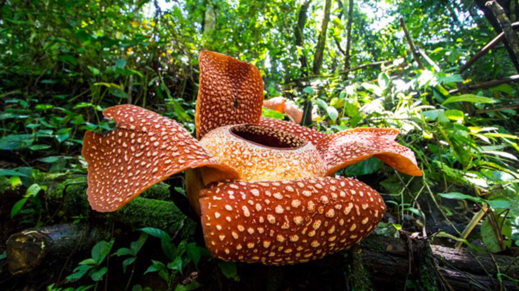 Quelle est la fleur la plus jolie du monde ?
