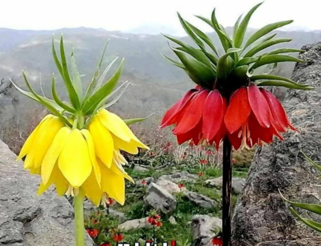 Quelle est la fleur la plus rare au monde ?