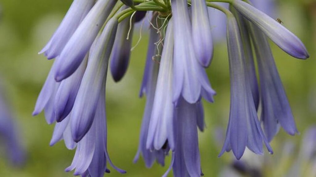 Quelle est la fleur qui se vend le plus ? Quelle est la fleur qui se vend le plus ?