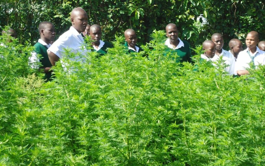 Quelle est la plante qui soigne toutes les maladies ?