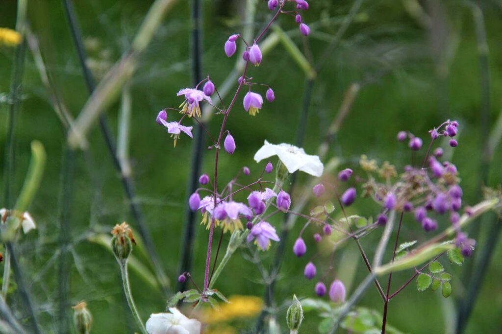 Quelle fleur fleurit le plus longtemps ?
