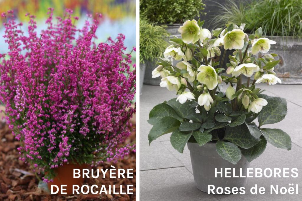 Quelle fleur mettre au cimetière en hiver ?