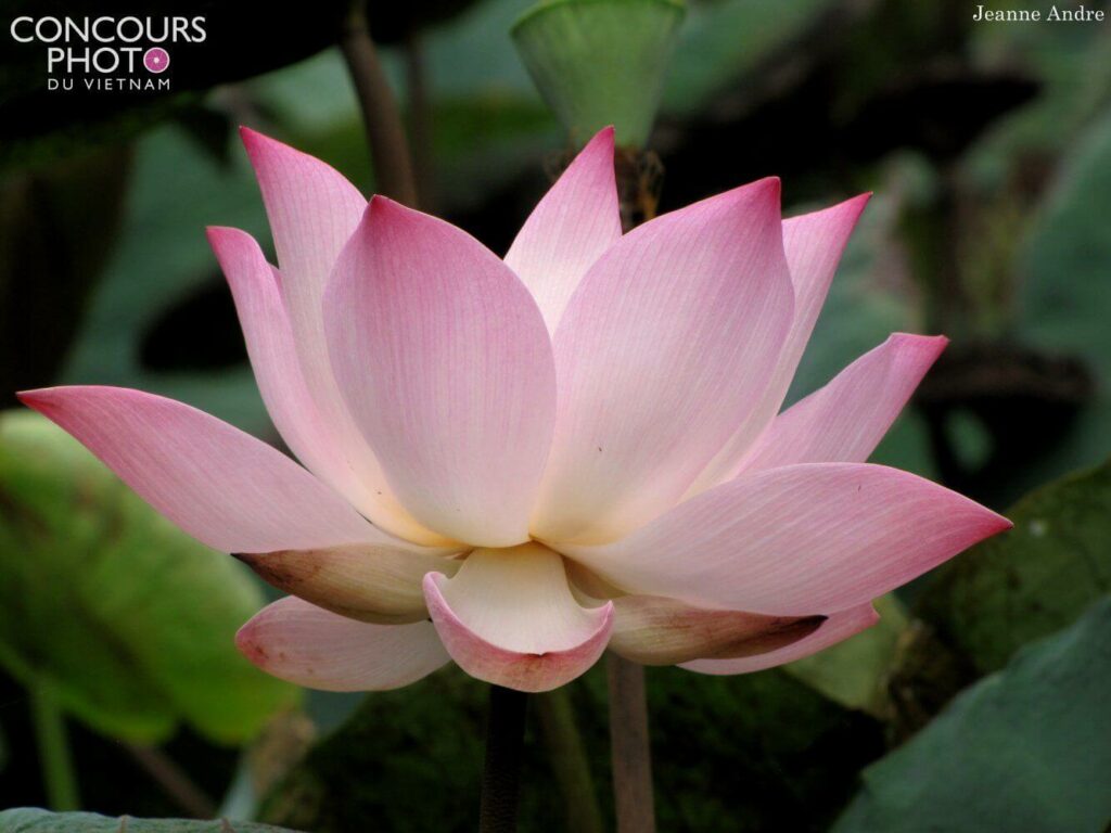 Quelle fleur symbolise la beauté ? Quelle fleur symbolise la beauté ?