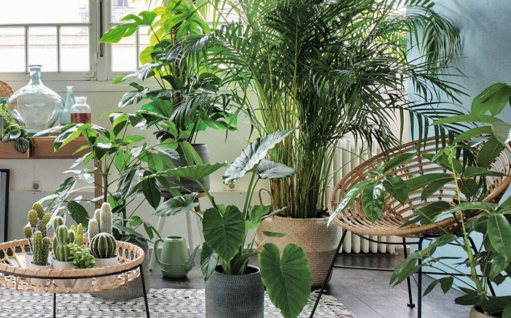 Quelle plante dans un appartement ?