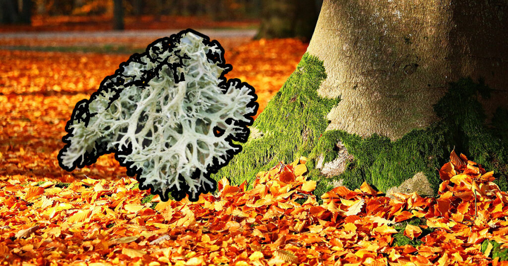 Quelle plante offrir pour des noces d’or ? Quelle plante offrir pour des noces d'or ?