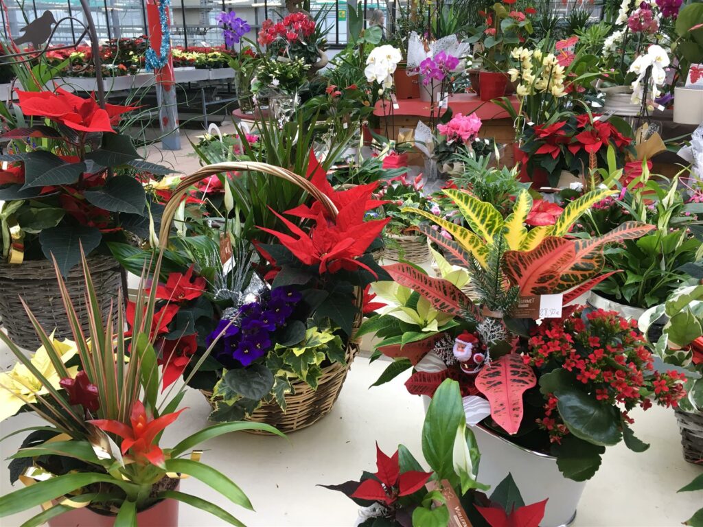 Quelle plante pour offrir à un mariage ? Quelle plante pour offrir à un mariage ?