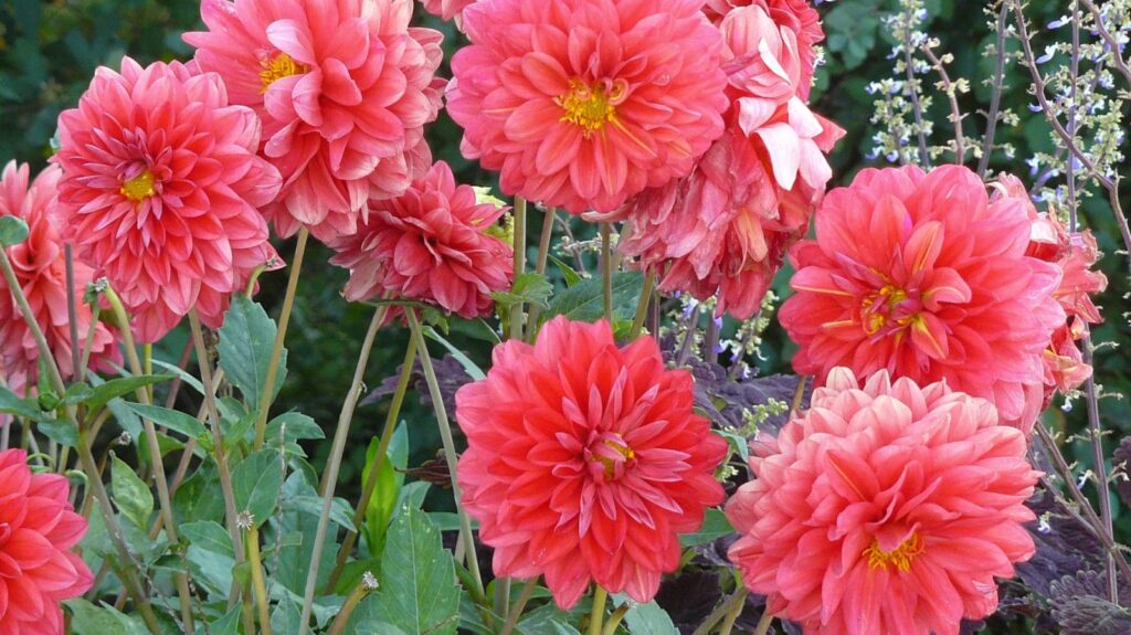 Quelle plante repousse tous les ans ? Quelle plante repousse tous les ans ?