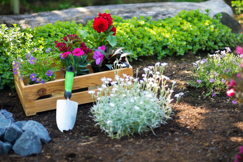 Quelle plantes supporté d’être dehors l’hiver ? Quelle plantes supporté d'être dehors l'hiver ?