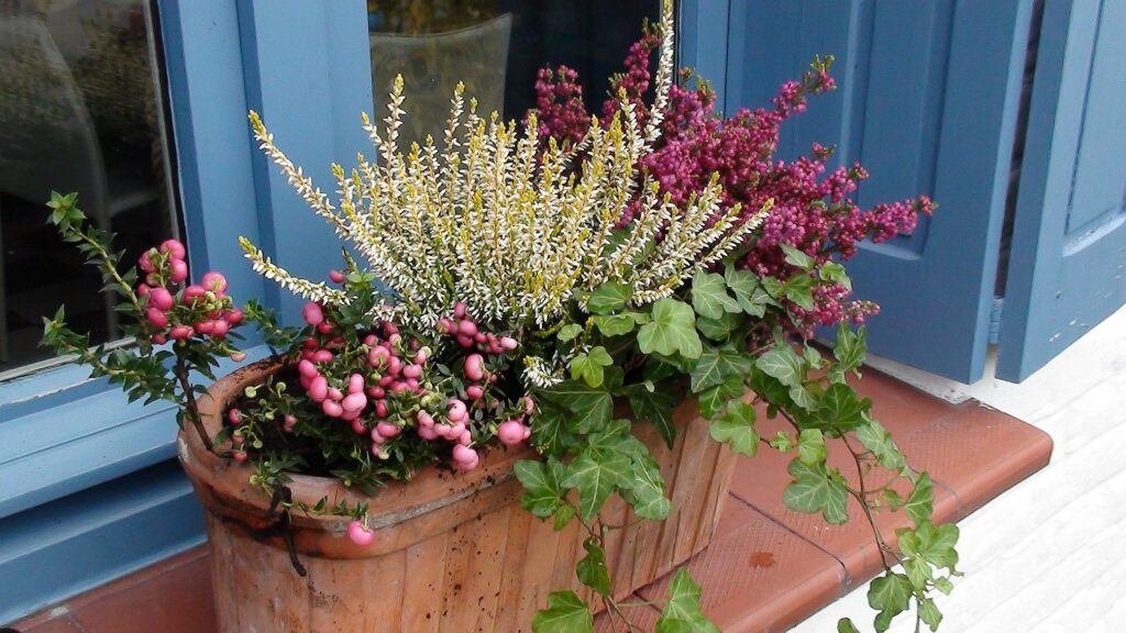 Quelles fleurs en automne et hivers ?