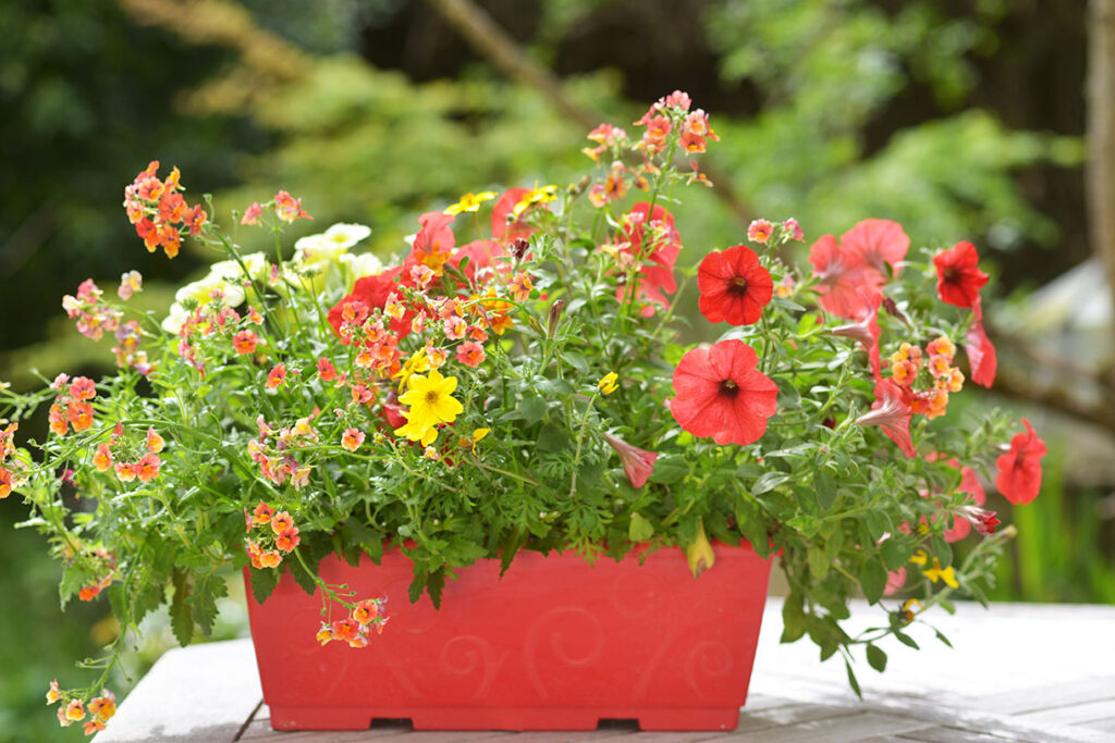 Quelles fleurs planter en octobre en jardinière ?