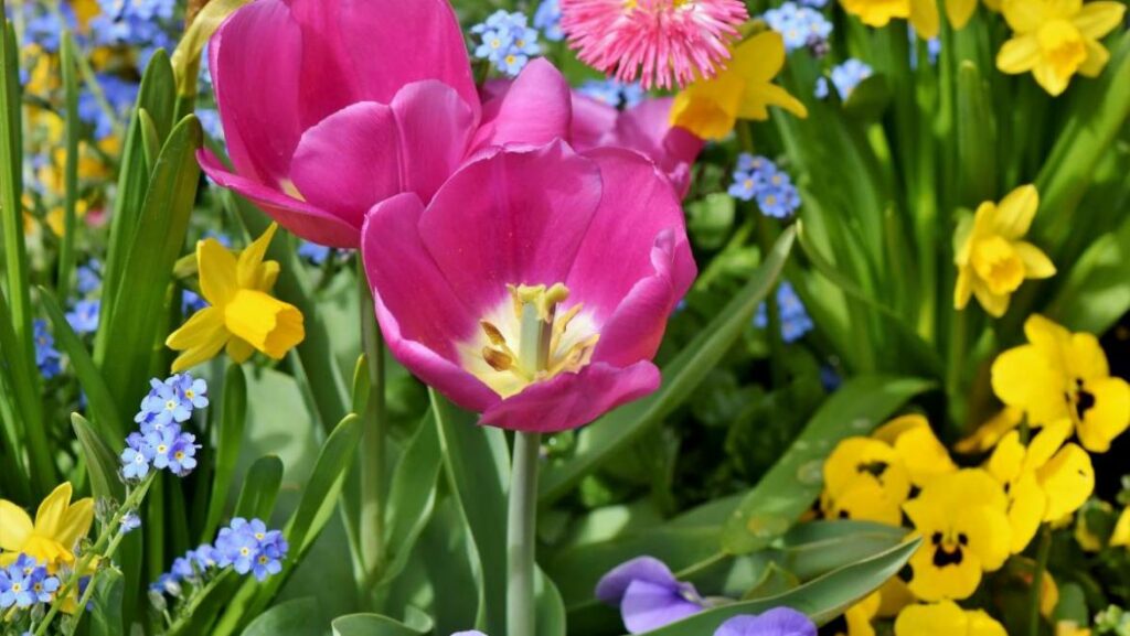 Quelles sont les fleurs à planter à l’automne ? Quelles sont les fleurs à planter à l'automne ?