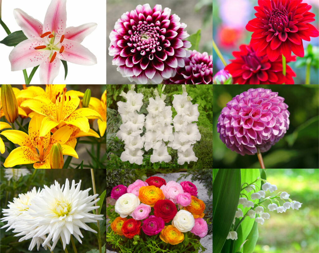 Quelles sont les fleurs les plus connus ?