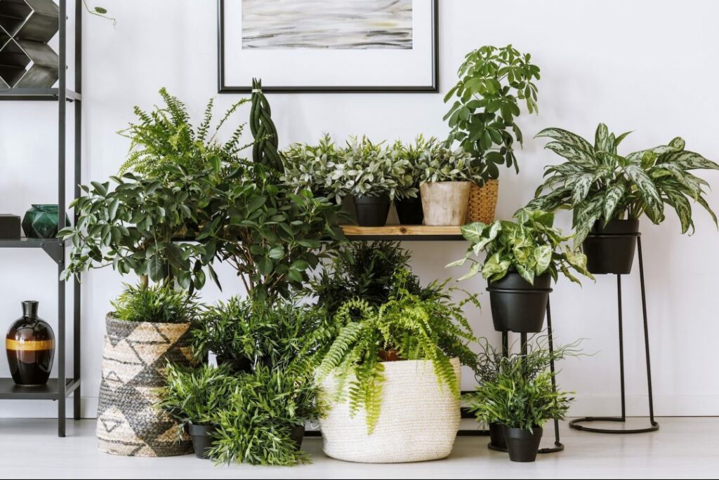 Quelles sont les plus belles plantes d'intérieur ?