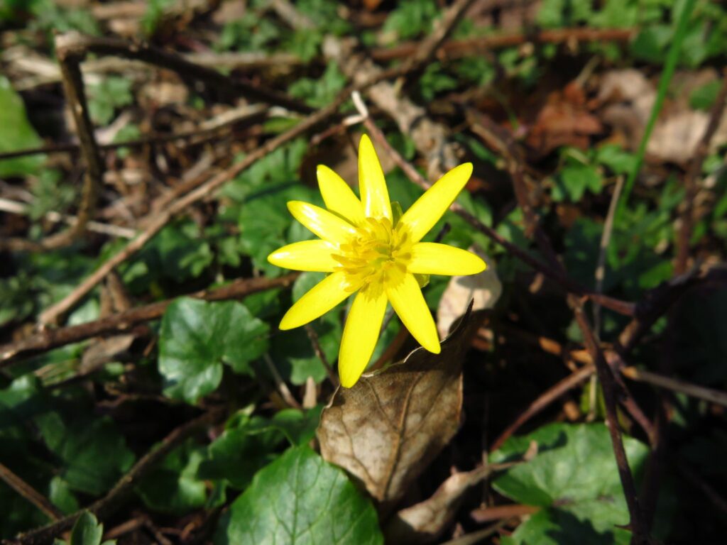 Quels sont les fleurs sauvages ? Quels sont les fleurs sauvages ?